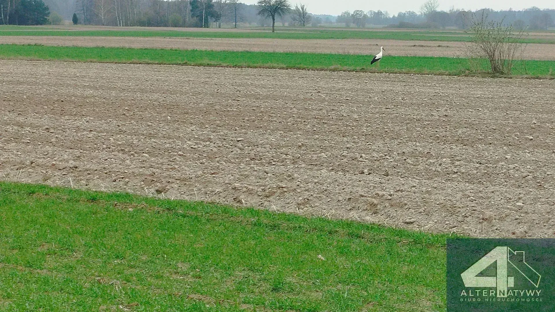 Działka | natura | okolice rzeki Luciąża 6