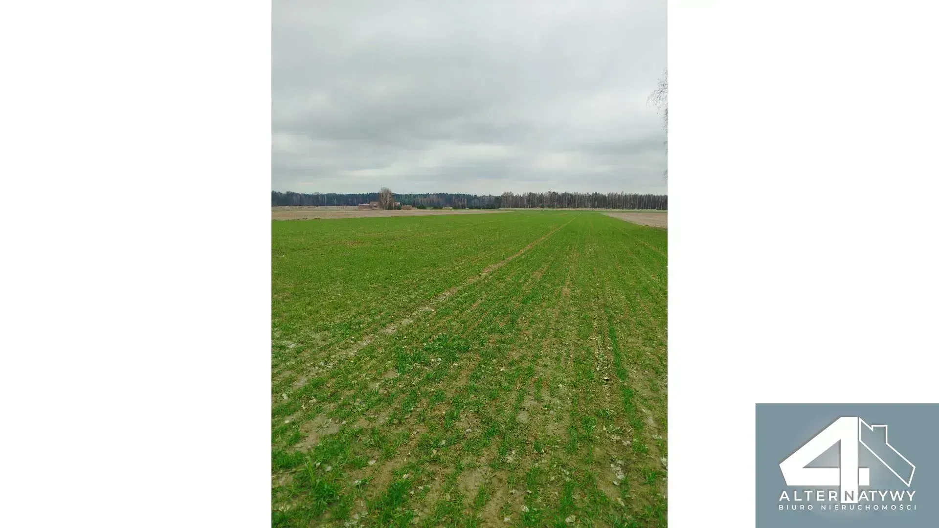 Działka | natura | okolice rzeki Luciąża 8